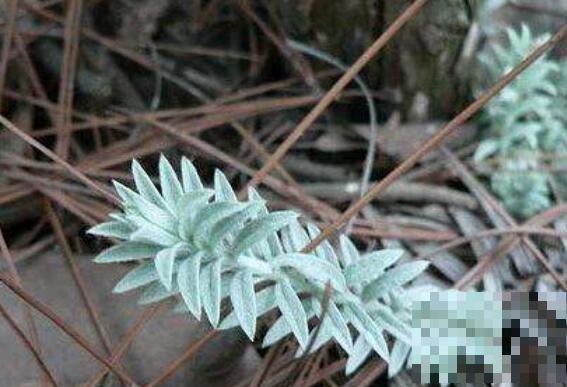 鹿茸草的功效与作用及吃法