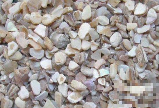 珍珠蚌壳的功效与作用及药用价值