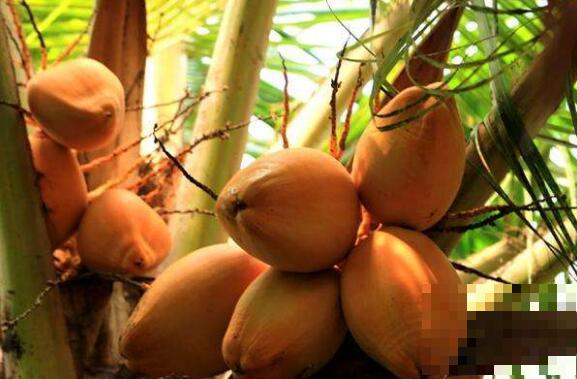 红椰子的功效与作用 吃红椰子的好处有哪些