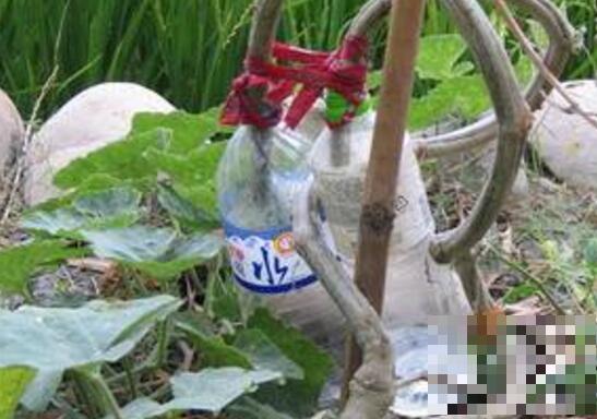 丝瓜藤水的功效与作用 丝瓜藤水的用法