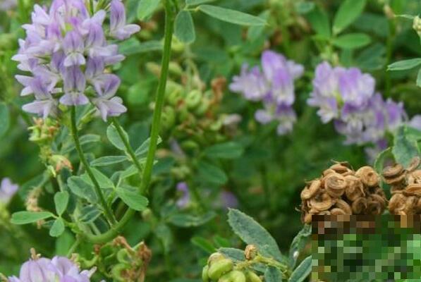 紫花苜蓿的功效与作用 紫花苜蓿的副作用