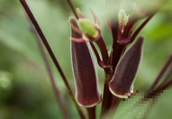 紫秋葵的种植时间和方法