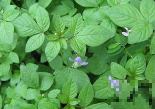 龙葵和白花菜区别 吃龙葵的好处