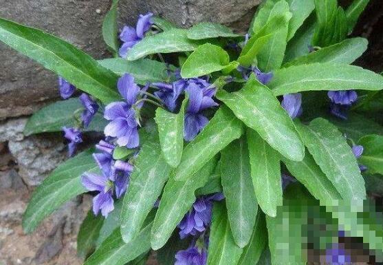 紫花苦菜的功效与作用 紫花苦菜怎么服用