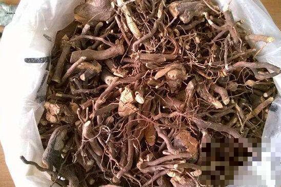 茅莓根的功效与作用 茅莓根的最大作用是什么