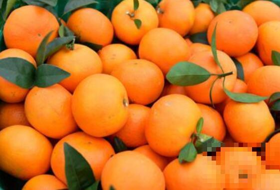 柑果和橘子有什么区别 吃柑果的好处有哪些