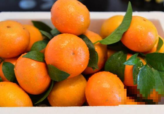 柑果和橘子有什么区别 吃柑果的好处有哪些