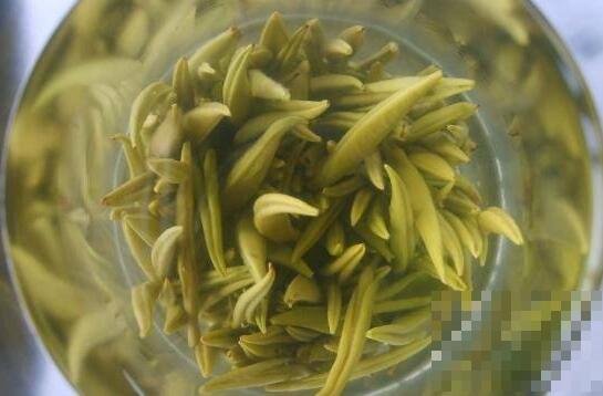 宝华玉笋茶是什么茶 宝华玉笋茶的功效与作用