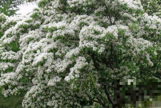 什么是流苏树 流苏树的药用价值