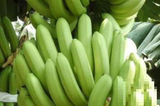 青香蕉催熟最快方法 青香蕉如何快速催熟