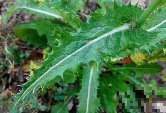 花叶滇苦菜能不能吃 花叶滇苦菜怎么食用