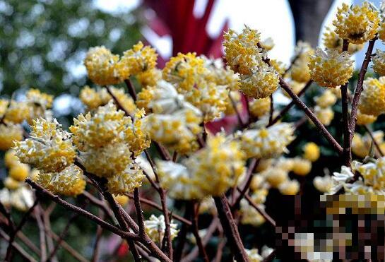 结香花怎么扦插 结香花的扦插繁殖技巧