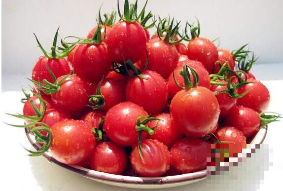 小番茄和圣女果的区别 吃圣女果的好处