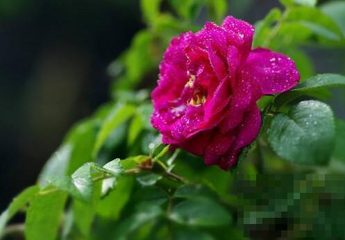 玫瑰花和刺梅花的区别 玫瑰花的功效
