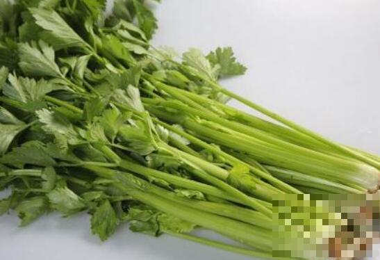 白芹菜和绿芹菜的区别 芹菜的功效
