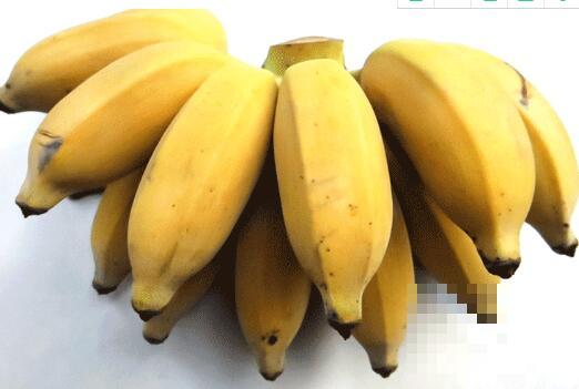 仙人蕉的功效与作用 仙人蕉怎么吃好