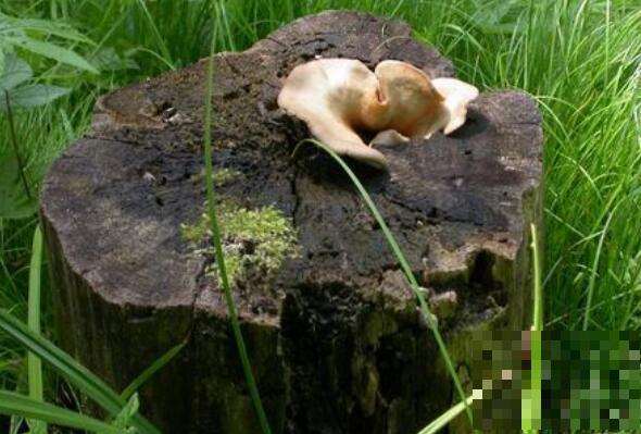 桦树菇的功效与作用