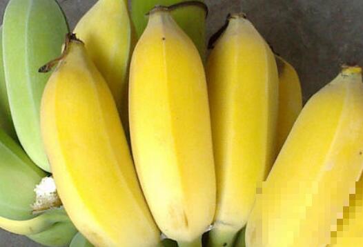 仙人蕉的功效与作用 仙人蕉怎么吃好