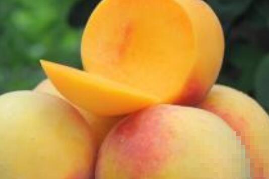黄金蜜桃和锦绣黄桃的区别 吃桃子的好处