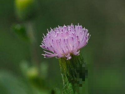 紫花蒲公英的功效与作用 紫花蒲公英的药用价值