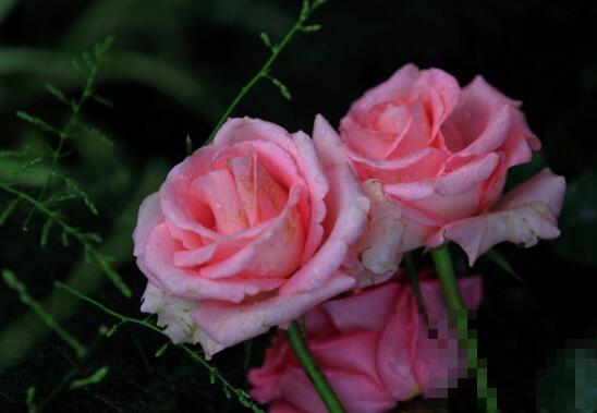 玫瑰花的养殖方法和注意事项有哪些