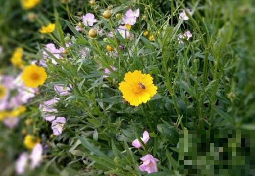 路边菊花青的功效与作用