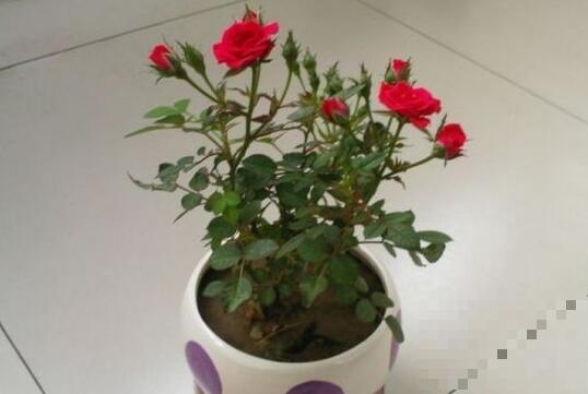 盆栽玫瑰花的养殖方法和注意事项有哪些