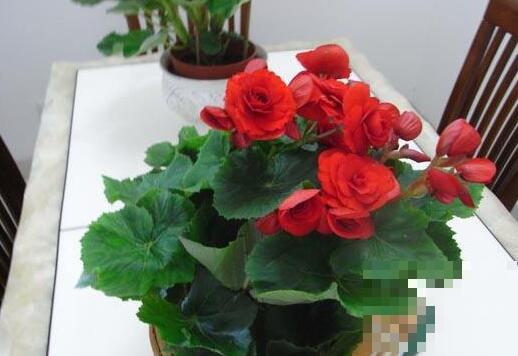 玫瑰海棠花的养殖方法和注意事项有哪些