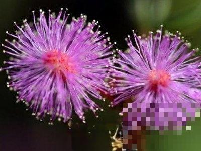 紫色蒲公英的功效与作用 紫色蒲公英的花语