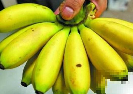 芭蕉的功效与作用 芭蕉的食用禁忌