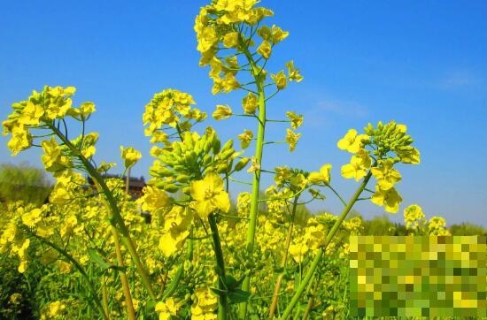 油菜花和青菜花的区别 油菜花的功效