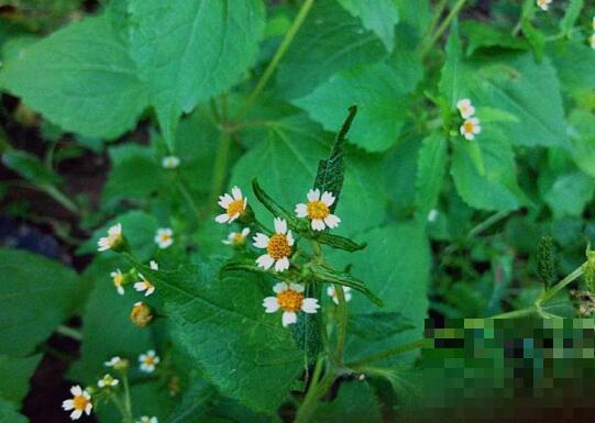 野辣椒草有什么功效 野辣椒草的药用价值