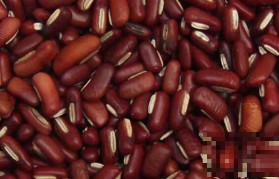 赤小豆的功效与作用 赤小豆的营养价值