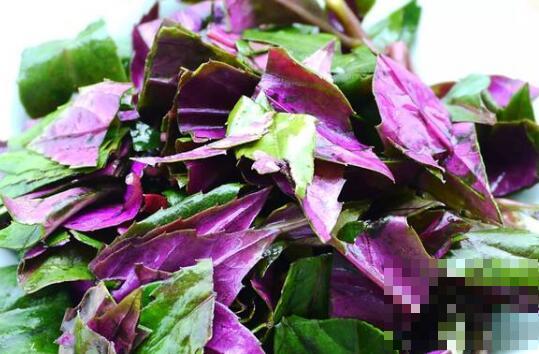 紫木耳菜的功效与作用