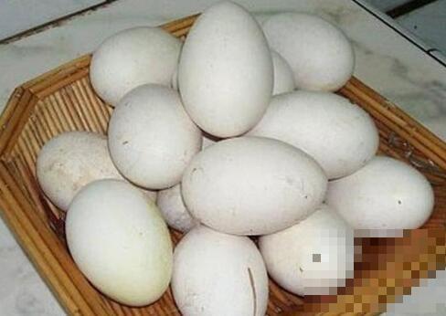 鹅蛋不能和什么一起吃 吃鹅蛋的禁忌有哪些