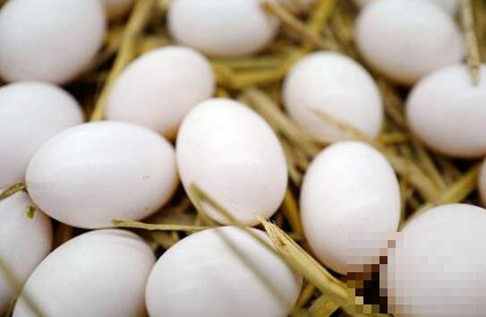 鸽子蛋和鸡蛋营养对比