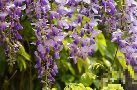 白葛花与紫葛花的区别 葛花怎么吃