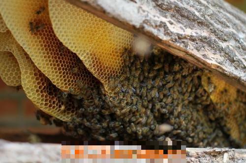 土蜂巢有什么作用 土蜂巢的功效与作用