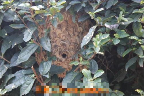 土蜂巢有什么作用 土蜂巢的功效与作用