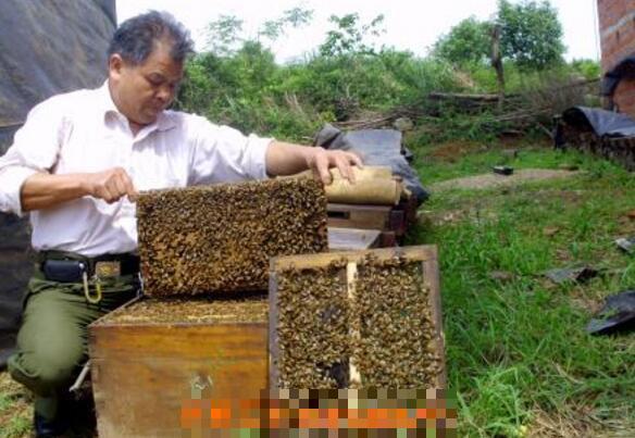 如何诱野蜜蜂 诱野生蜜蜂的最好绝招