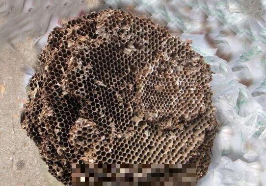 野生馬蜂窩的吃法 野生馬蜂窩的作用