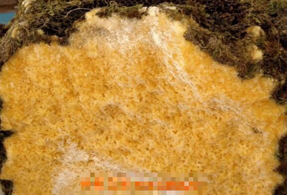 岩蜜是什么颜色 岩蜂蜜的真假辨别