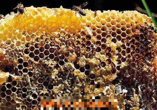蜜蜂夏季养殖注意有哪些事项 夏季蜜蜂养殖的注意事项