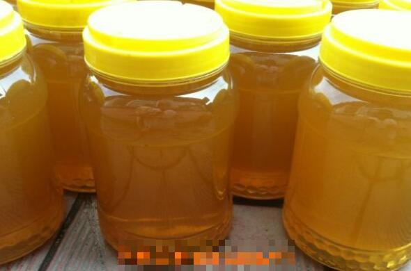 桉树蜜的作用与功效 桉树蜜的食用方法