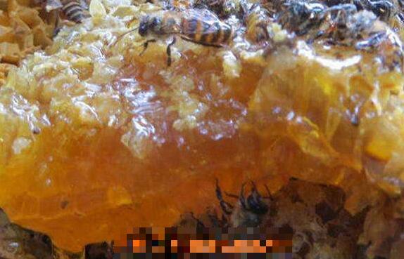 如何辨别岩石蜂蜜真假 岩蜂蜜的真假辨别方法