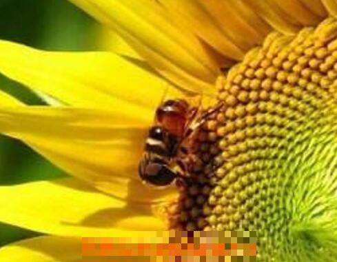 葵花粉的功效与作用 吃葵花粉的好处