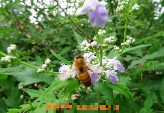 荆条蜜的功效与作用及食用禁忌