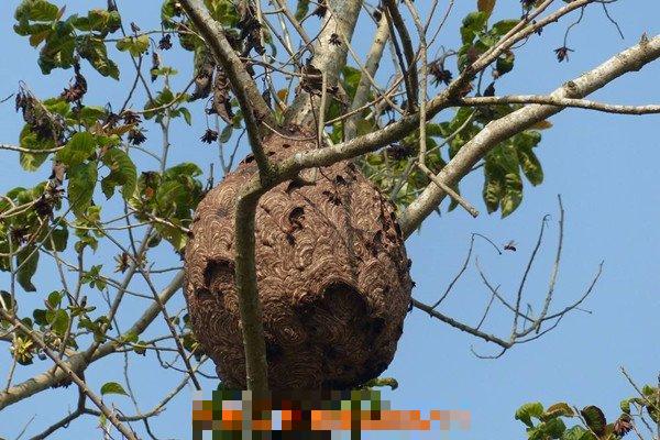 马蜂巢怎么吃 马蜂巢的食用方法