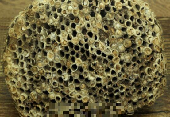 露蜂房與蜂巢的區別 露蜂房的功效