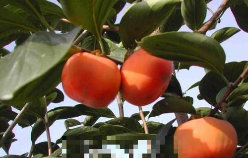 甜柿的功效和作用 吃甜柿的好处有哪些